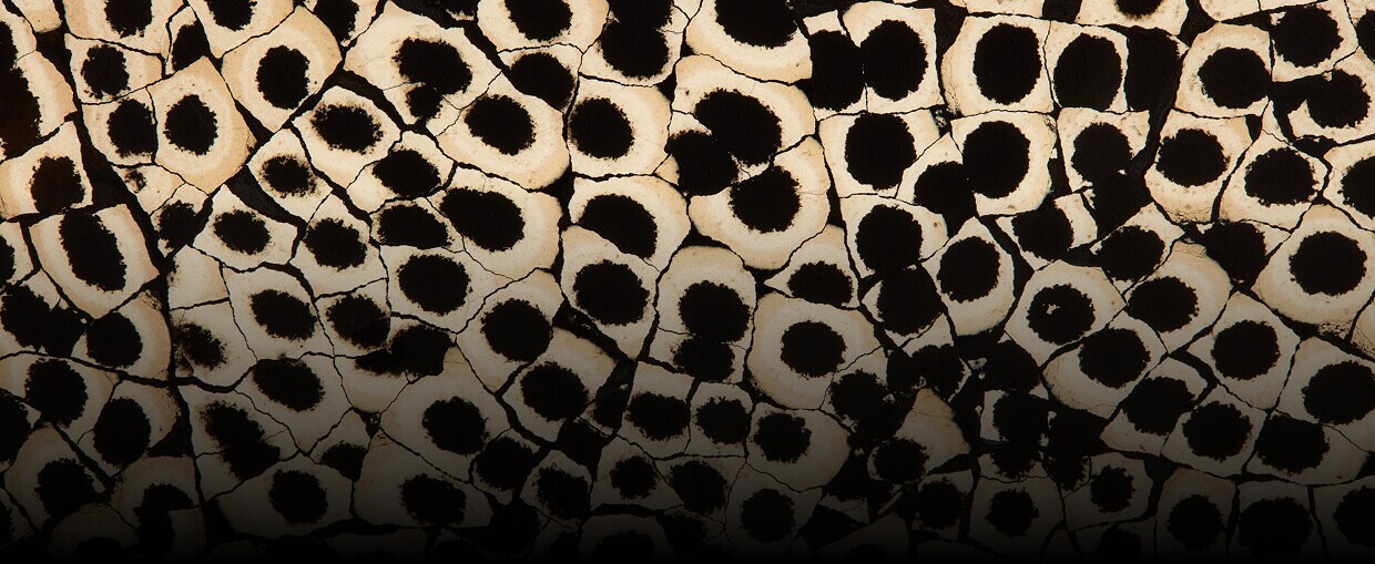 A close up of the texture of Eggshell Snakeskin Black.
