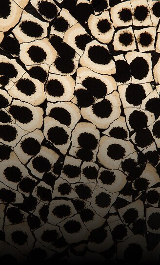 A close up of the texture of Eggshell Snakeskin Black.