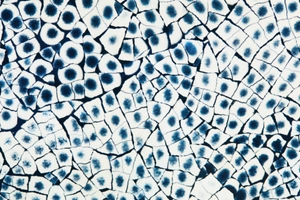 Eggshell Snakeskin Sapphire