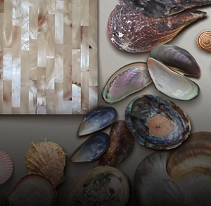 A variety of shells and materials laid on a white surface.