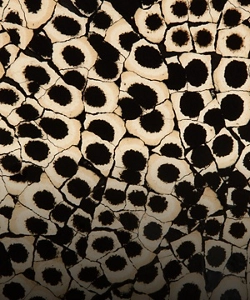 A yellow, black and beige snakeskin pattern made out of eggshell, called Eggshell Snakeskin Black.