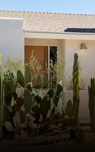 Cactuses growing outside the exterior of Mat Sanders' Palm Springs home. 