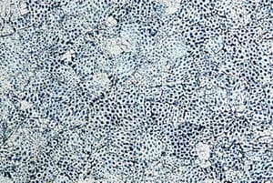 24" Elements Collection Eggshell Snakeskin Sapphire Custom Wine Column Panel